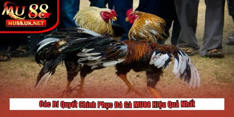 Các Bí Quyết Chinh Phục Đá Gà MU88 Hiệu Quả Nhất