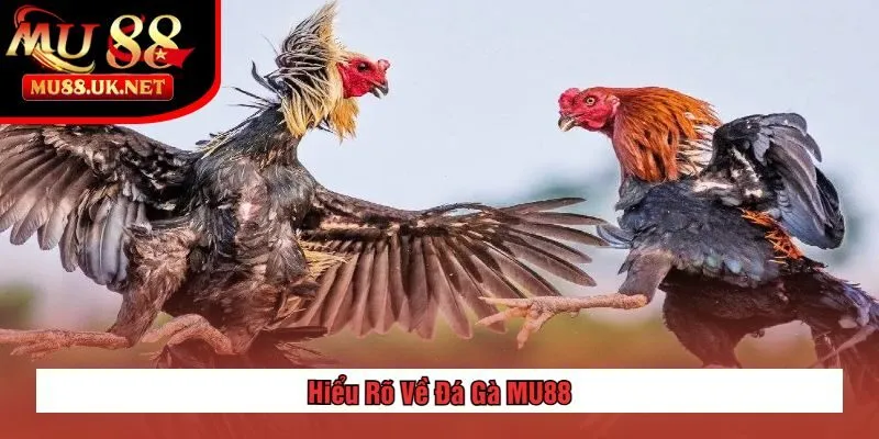 Hiểu Rõ Về Đá Gà MU88