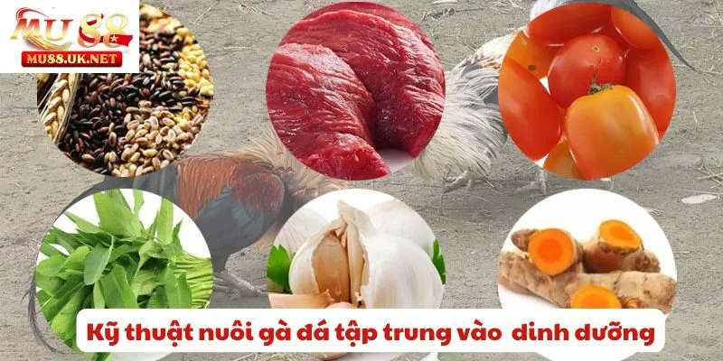 Mu88 chia sẻ bí kíp kỹ thuật nuôi gà đá khỏe mạnh và sung sức 1 Kỹ thuật nuôi gà đá tập trung vào chế độ dinh dưỡng