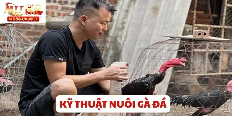 Mu88 chia sẻ bí kíp kỹ thuật nuôi gà đá khỏe mạnh và sung sức