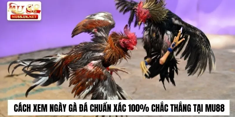 Cách Xem Ngày Gà Đá Chuẩn Xác 100% Chắc Thắng Tại Mu88