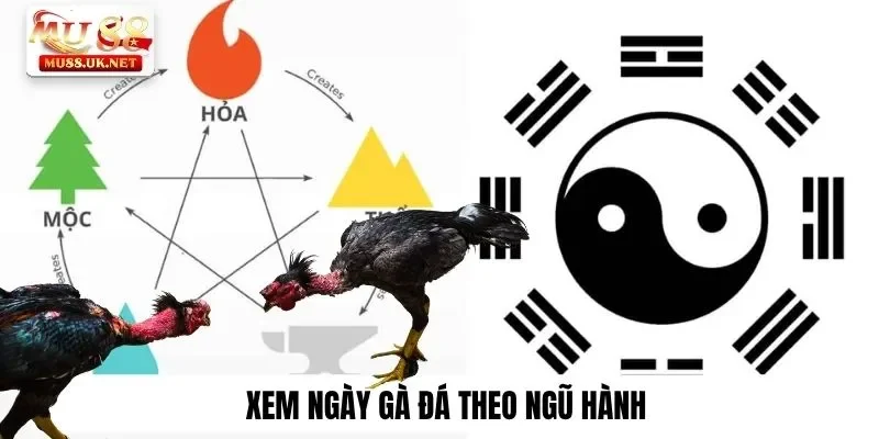 Cách Xem Ngày Gà Đá Chuẩn Xác 100% Chắc Thắng Tại Mu88 2 Xem ngày gà đá theo ngũ hành